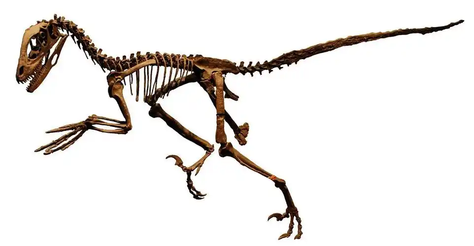 拥有恐怖爪子的恐龙恐爪龙