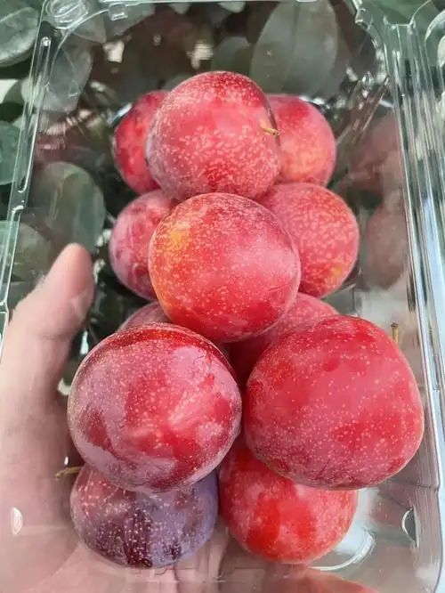 高级水果智利樱桃李