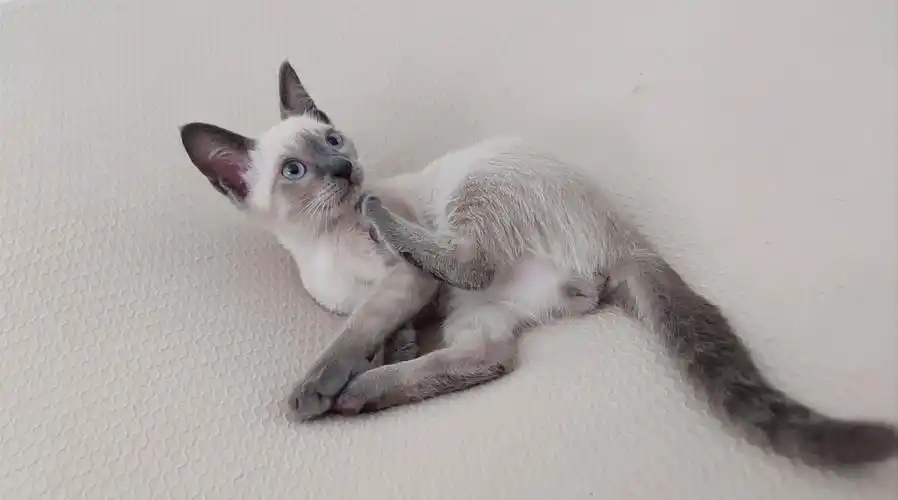 我家的小暹罗"二狗子"—手机拍摄