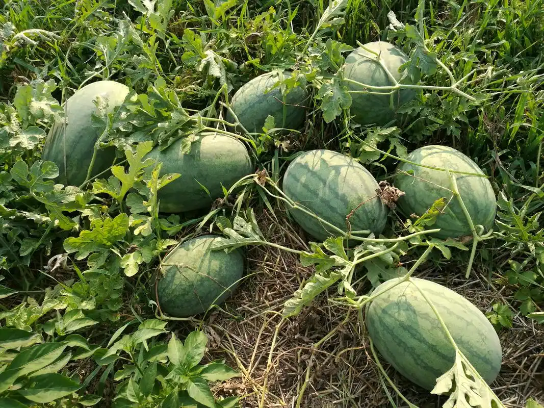 河南开封市龙卷风8424西瓜上市热销