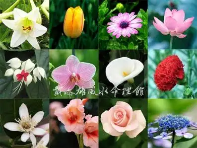 十二生肖幸运花