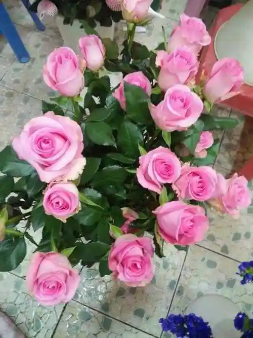 水蜜桃玫瑰刚到货特别娇艳妩媚