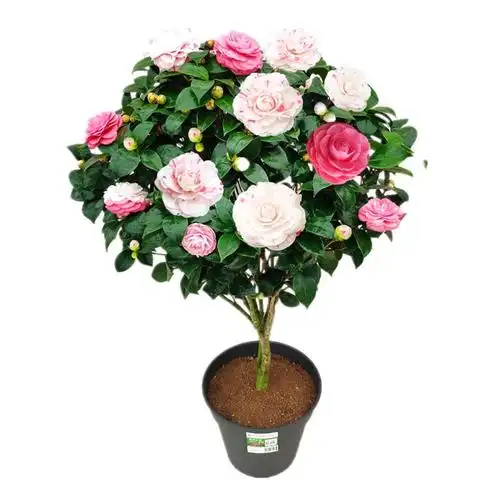 白底十八学士茶花正宗福建经典名贵品种室内时令草本花卉