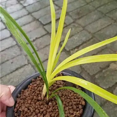 春兰黄心草 - 中国兰花交易网