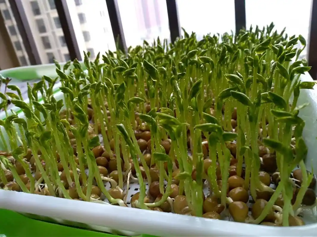 教你在家水培芽苗菜 原来如此简单!