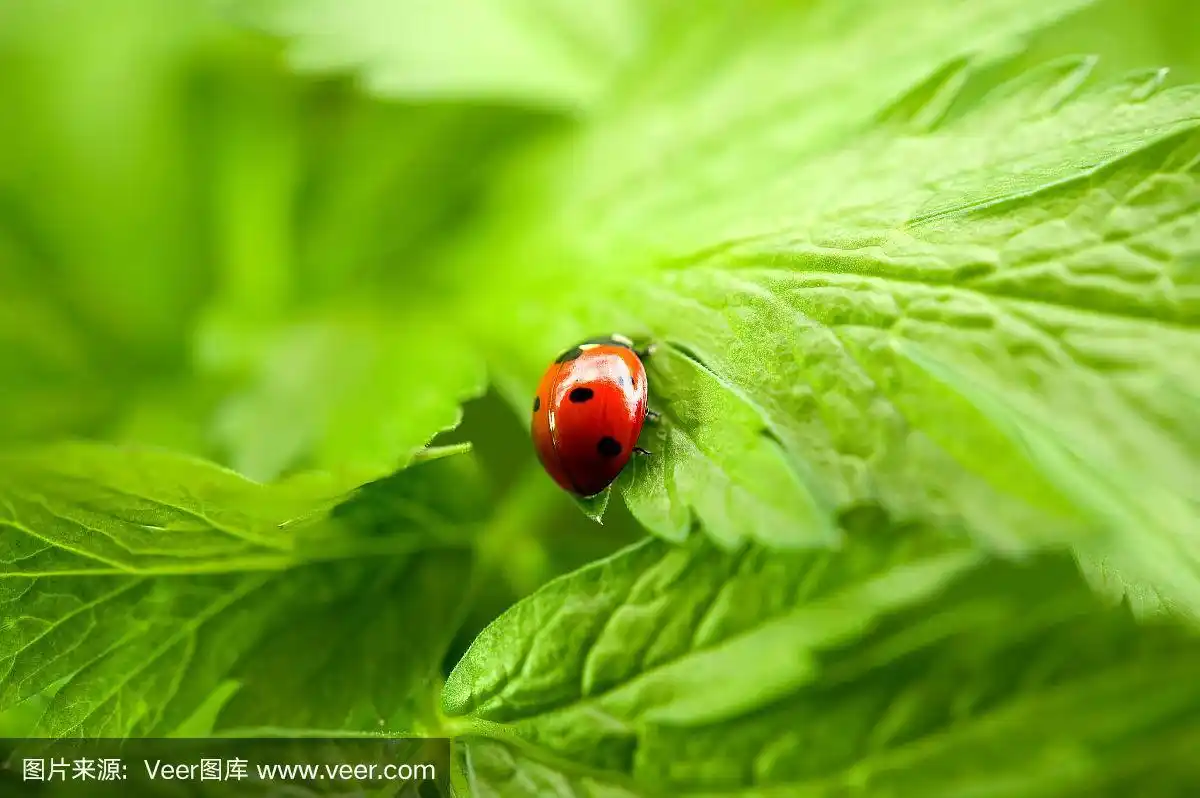 小瓢虫在完美的绿色叶子上