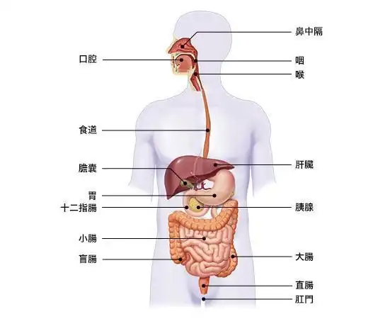 胃肠道解痉药与促胃肠动力药
