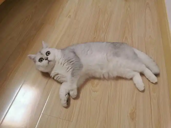 姐妹们银渐层配什么颜色好看呀