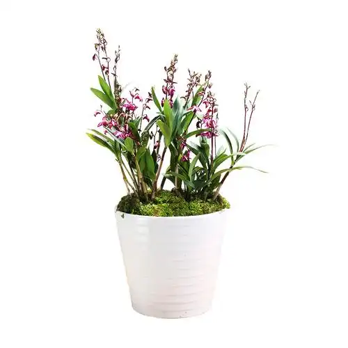 兰花花苗植物澳洲石斛盆栽花卉室内绿植名贵时令草本花卉