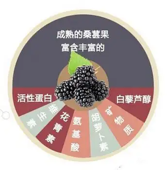 桑葚的功效与作用_原浆_小白_产品