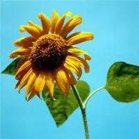 吉利好运向日葵微信头像【点击鼠标右键下载】