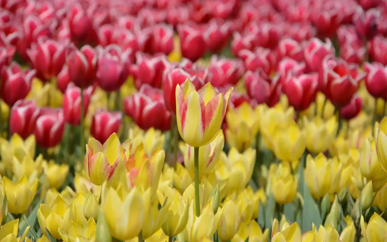 五颜六色的郁金香图片桌面壁纸