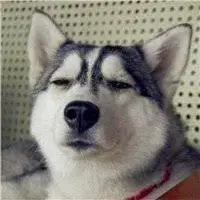 哈士奇犯二搞笑图片头像【点击鼠标右键下载】