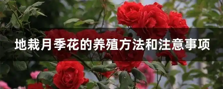 地栽月季花的养殖方法和注意事项