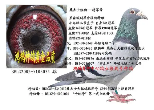 罗森波斯原舍桑杰士狼狗"将军号"