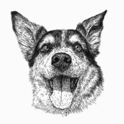 一幅画作,10000根短线,这样的素描动物肖像,太拿得出手了|施瓦茨|素描