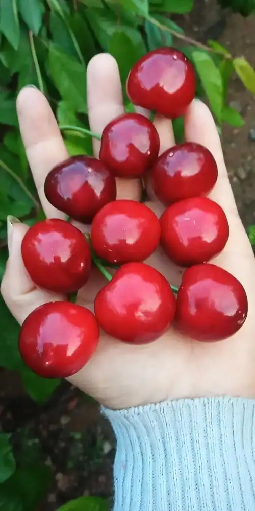 红灯,乌克兰,布洛克斯 黄蜜,果园采摘,可发快递