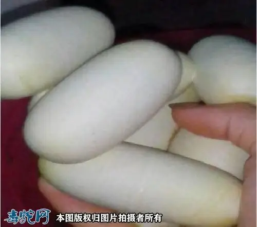 王锦蛇蛋图片王锦蛇蛋是什么样子的
