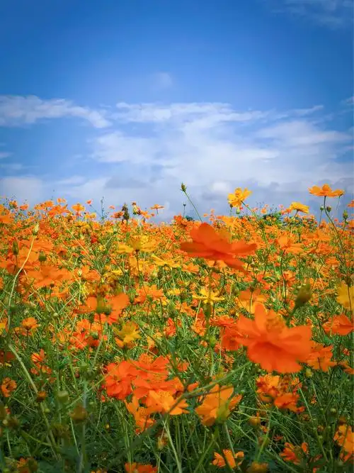 人间仙境花海图片,鸟语花香人间仙境图片