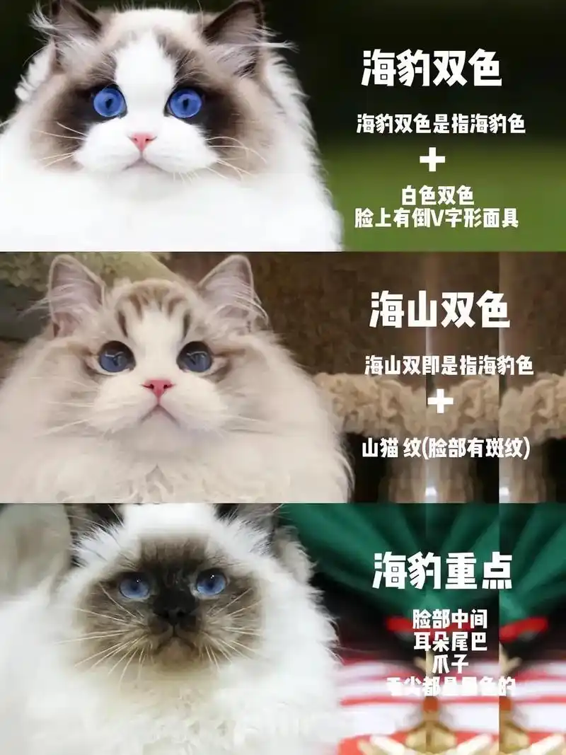 布偶猫多少钱一只?市场上常见的八种布偶猫 - 抖音