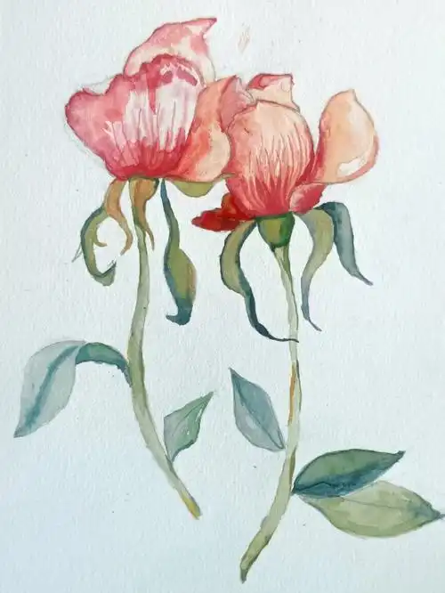 初学者水彩画练习临摹打卡day6