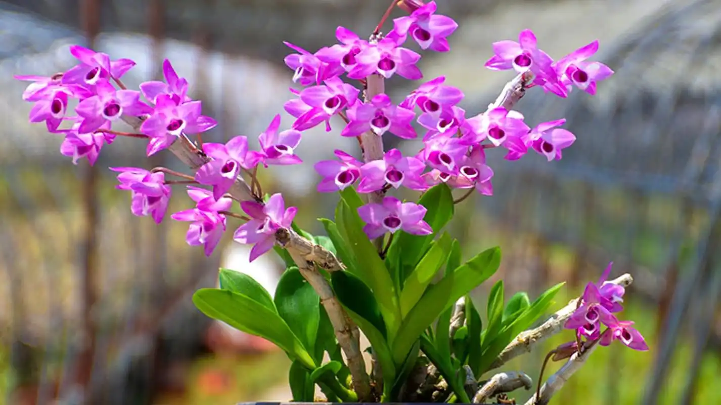 石斛兰养护简单技巧