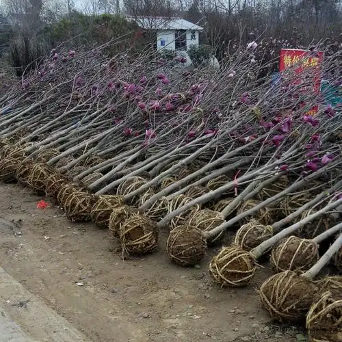 树苗大型庭院树木红白黄紫盆栽地栽绿化风景耐寒庭院玉兰花苗 白玉兰