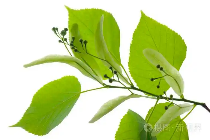 椴树叶单枝与开花花粉isola