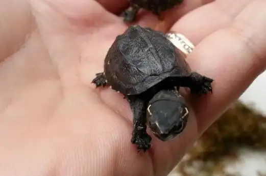 剃刀龟和麝香龟的区别