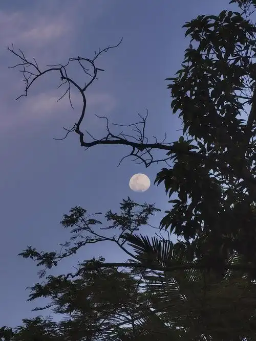 今日份月亮月上树梢头