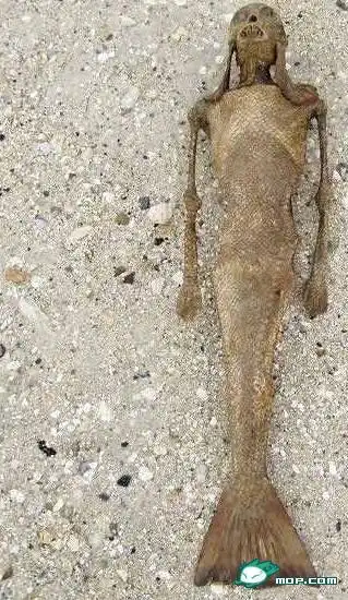 美人鱼存在吗?有什么真实的证据吗?