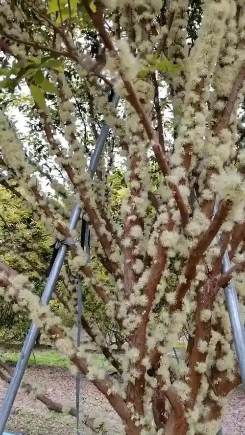 嘉宝果一年可以多次开花,多次结果.