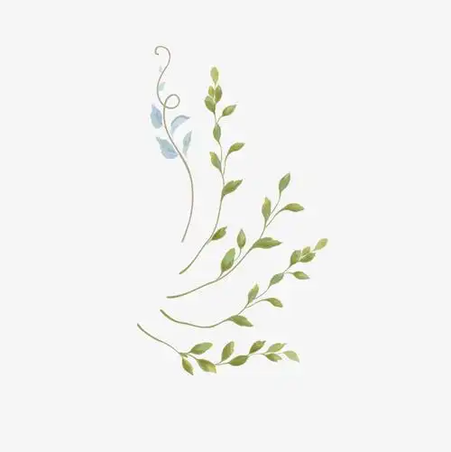 手绘植物藤蔓png花朵