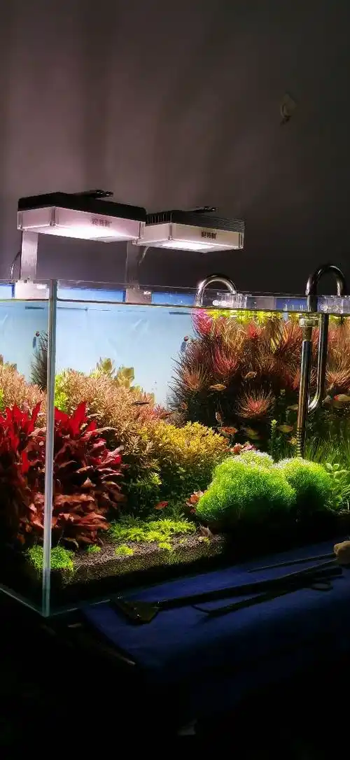 60*40*40荷兰景草缸