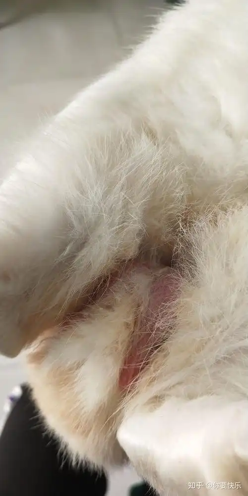 公兔子有必要做绝育么?做完绝育会抑郁么? - 知乎