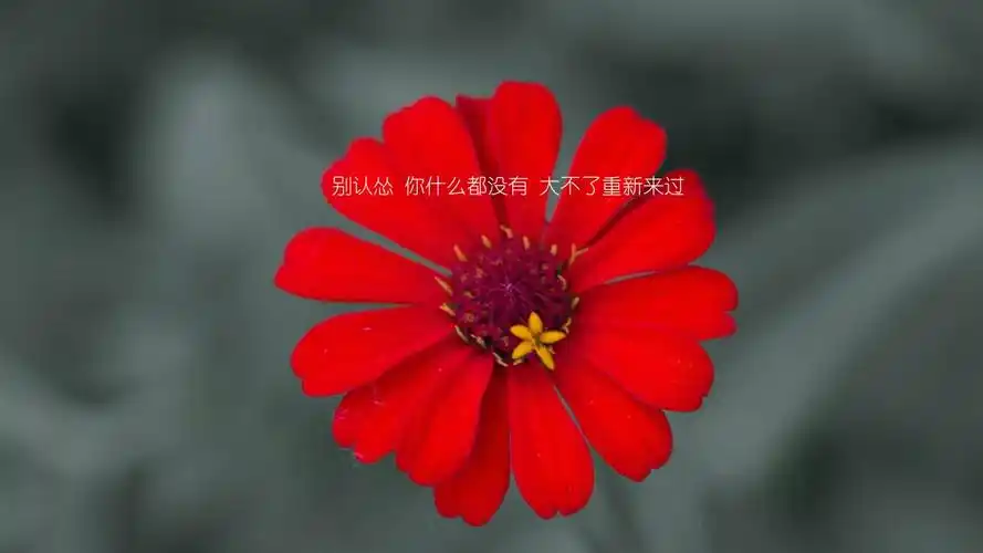 心向阳光正能量句子图片