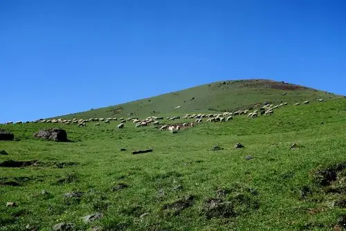 马边大风顶国家自然保护区之旅一一美丽的小凉山彜族高山风光一一猎豹