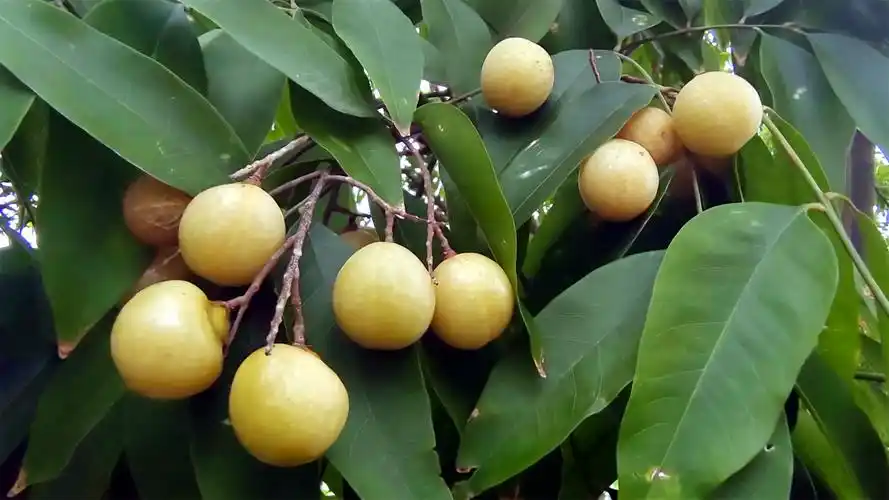 美丽吉安之秋韵:无患子果实累累秋意浓__凤凰网