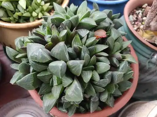 多肉植物十二卷属寿