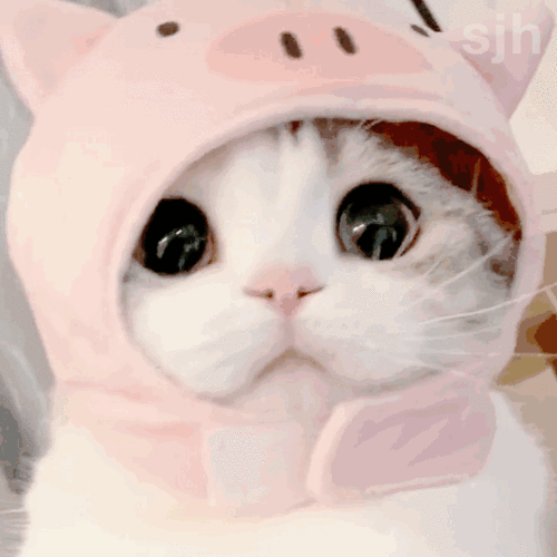 540_540gif 动态图 动图