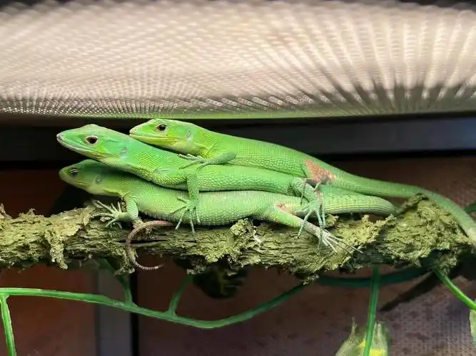 极限宠物阿辉 _ 哔哩哔哩相簿