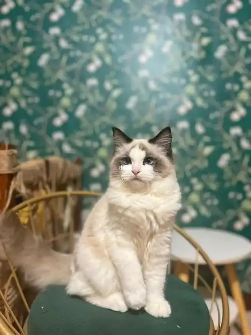 南京布偶猫舍两只妹妹找家急出