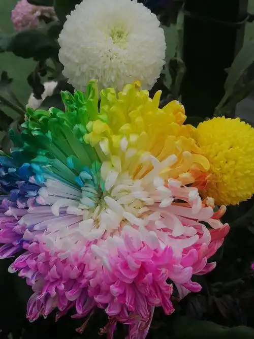 开封菊展,各种颜色,形状的菊花让人惊艳!