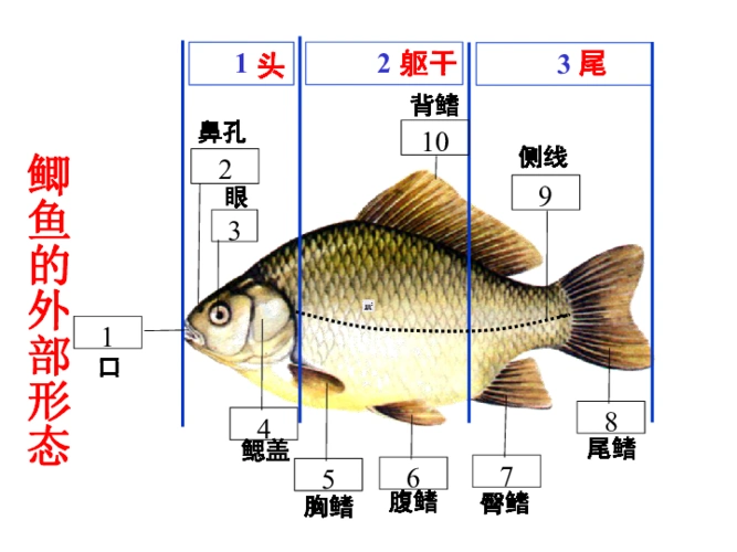 冀教版七上生物46鱼类课件19张ppt