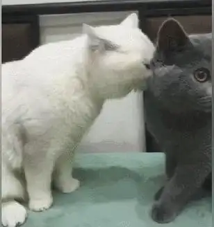 308_328gif 动态图 动图