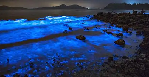 福建长乐:"蓝海"发光 实为夜光藻