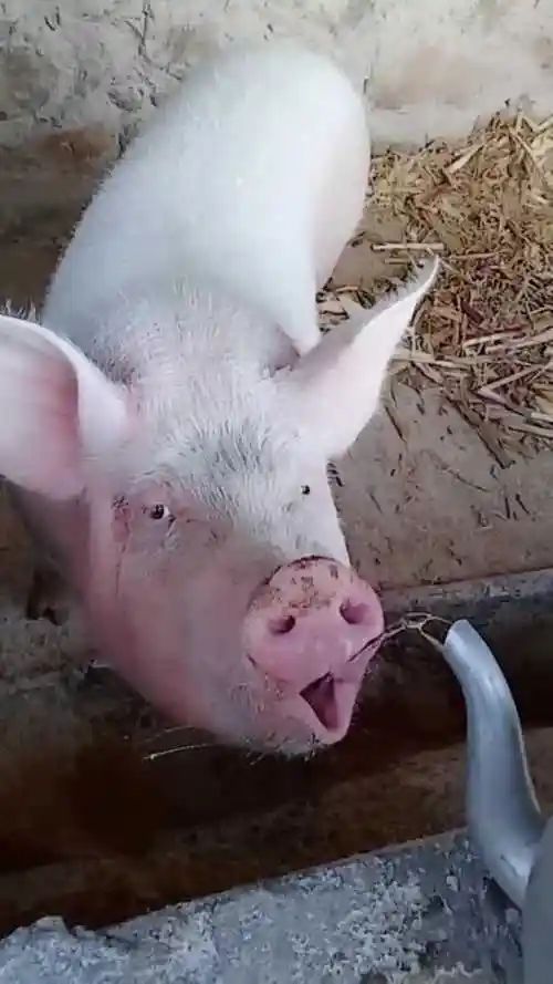 头次见猪喝水的动静这声音简直绝了像不像你家婆娘喝水的样子