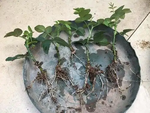 月季扦插方法"千篇一律",其实做到"这一步",才算真的成功!