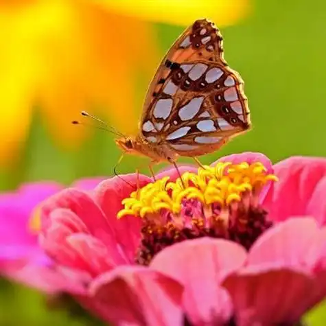 带来好运的花朵头像五颜六色的百日草图片
