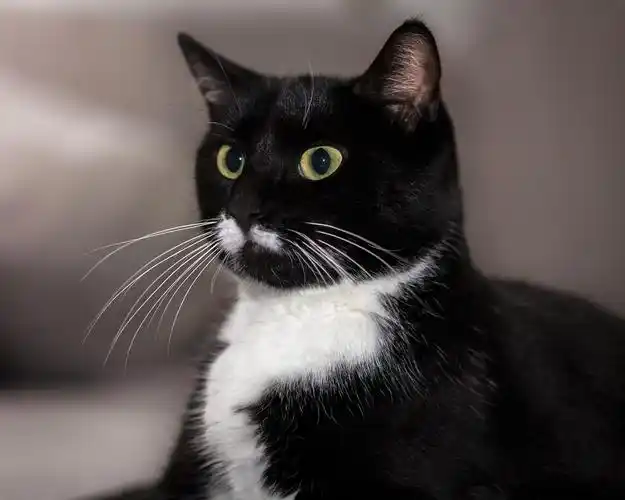 动物,黑白猫,猫咪,宠物,警觉的黑白猫壁纸